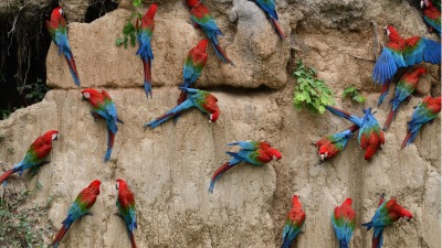 Amazonia: wyprawa do&nbsp;krainy bioróżnorodności - nowa wystawa w&nbsp;kampusie Uniwersytetu w&nbsp;Białymstoku