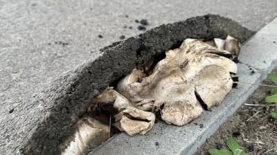 Grzybnia podniosła asfalt, czyli siła natury w&nbsp;pełnej krasie