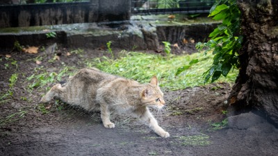 Akcent Zoo w&nbsp;Białymstoku powitał nowego, wyjątkowego mieszkańca