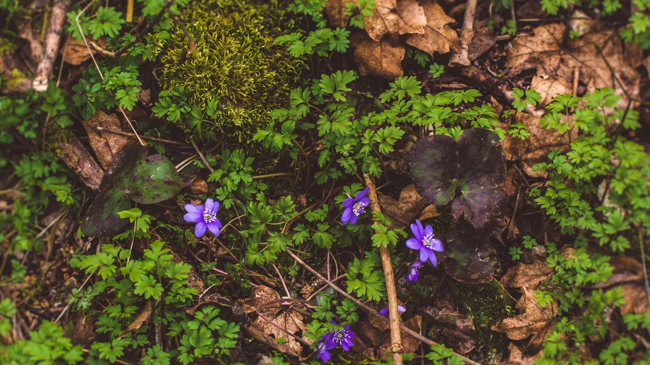 [fot. pixabay.com]