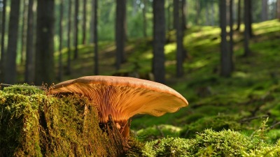 KALENDARIUM. 31 lipca - czwartek kontrolowany