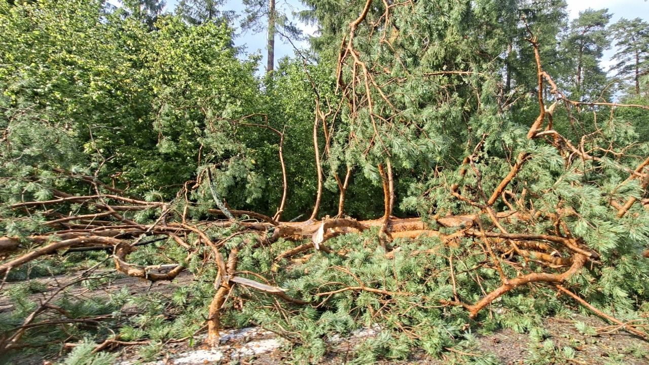 Powalone drzewa na trasie Supraśl-Krynki [fot. Anna Dycha/Bia24]