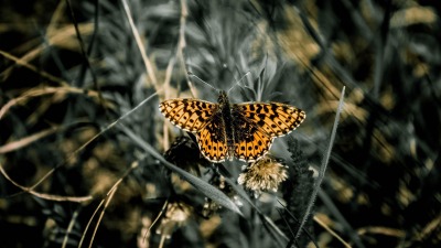 Leśna noc motyli. Uczestnicy będą obserwować owady