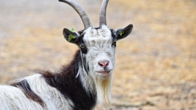 KALENDARIUM. 6 września - sobota się nie&nbsp;spieszy