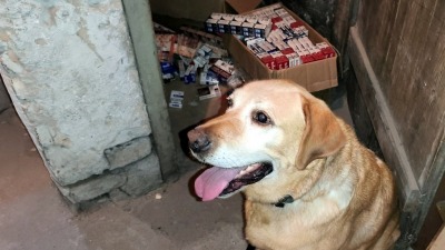 Labrador Odi pomógł wykryć kontrabandę