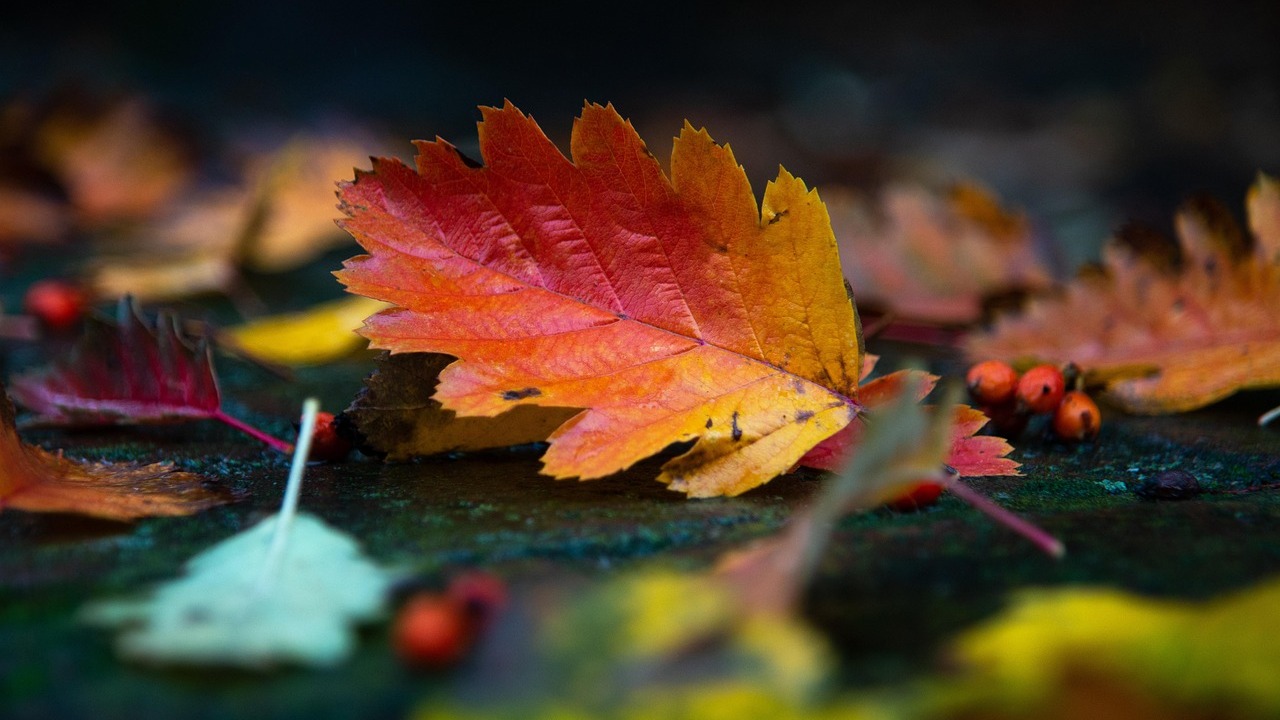 [pixabay.com]