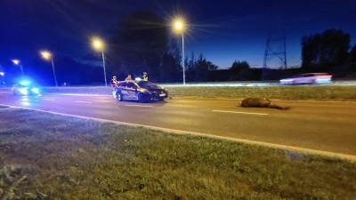 Kolizja z&nbsp;łosiem - zwierzę nie&nbsp;przeżyło