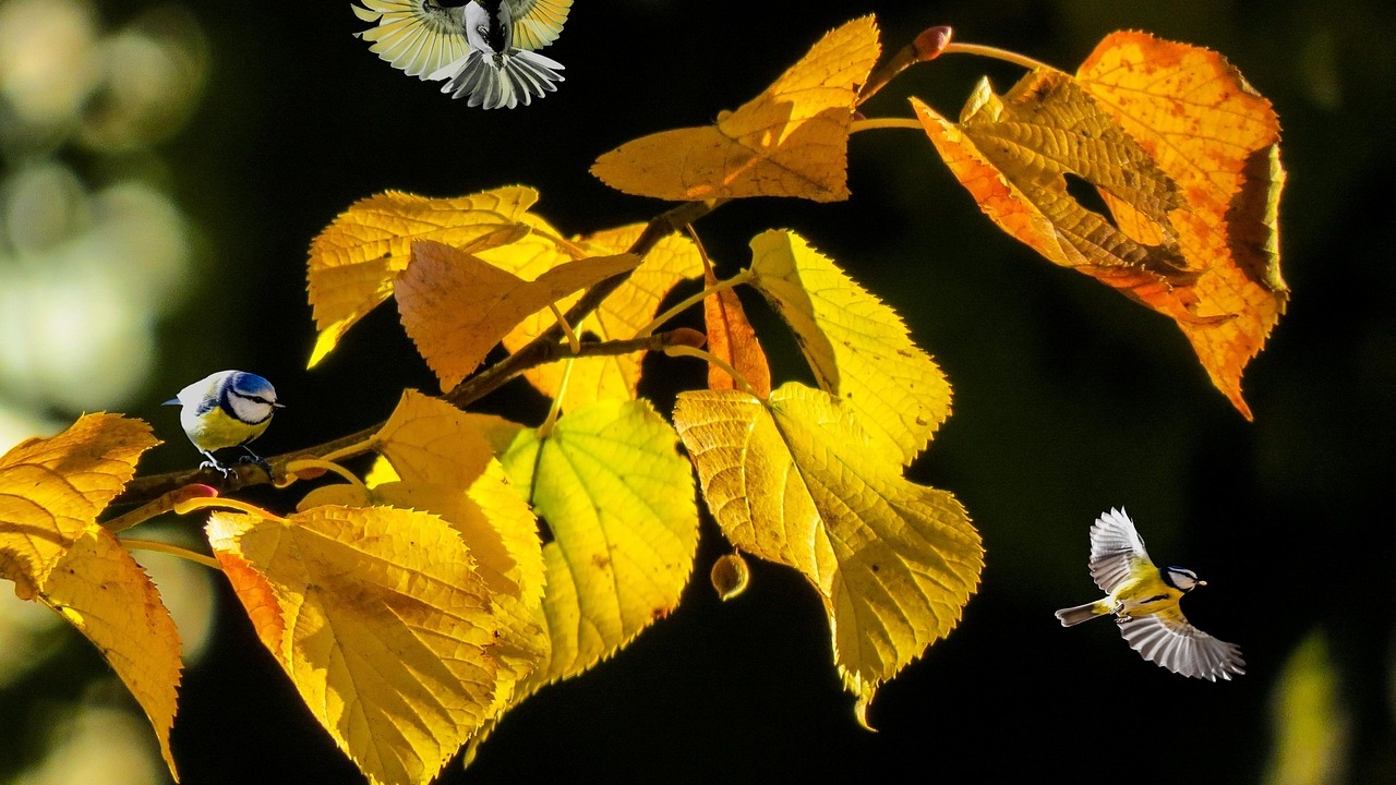 [pixabay.com]