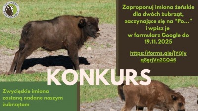 Białowieskie żubry czekają na&nbsp;imiona