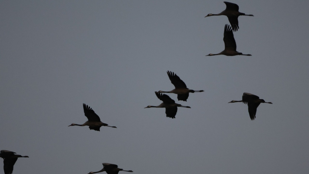 [fot. Dziki Białystok/FB]