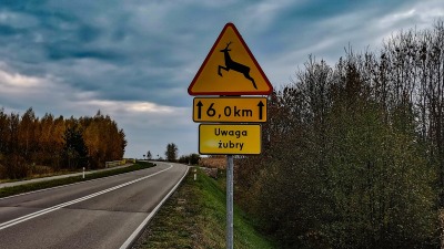 Hajnówka. Nie&nbsp;wyhamował i&nbsp;uderzył w&nbsp;żubra