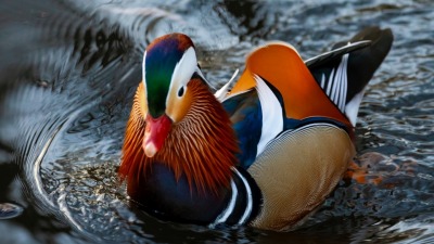 W stawie przy Bema pojawiła się kaczka mandarynka