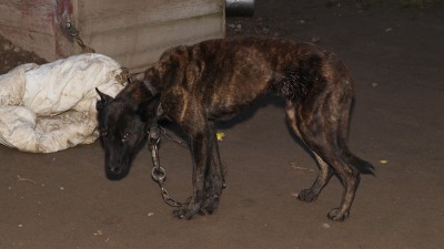 Psy były skrajnie zaniedbane