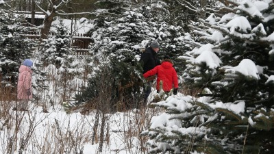 Choinka od leśników. Świąteczne drzewko można kupić w nadleśnictwach