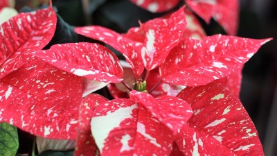 KALENDARIUM. 12 grudnia - piątek w gwiazdach