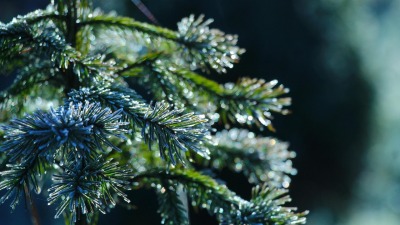 KALENDARIUM. 23 grudnia - wtorek powieje mrozem