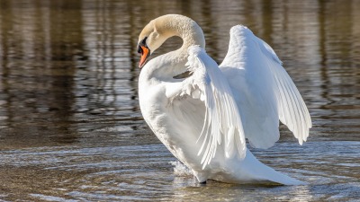 Padły łabędzie na terenie stawów Marczukowskich - stwierdzono u nich ptasią grypę