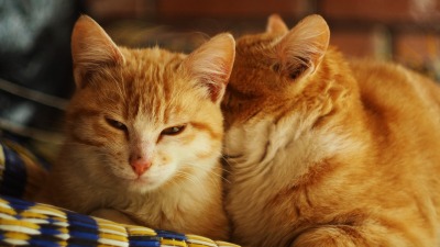 KALENDARIUM. 12 stycznia - poniedziałek się mieni