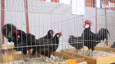 Ptasia grypa w&nbsp;Podlaskiem