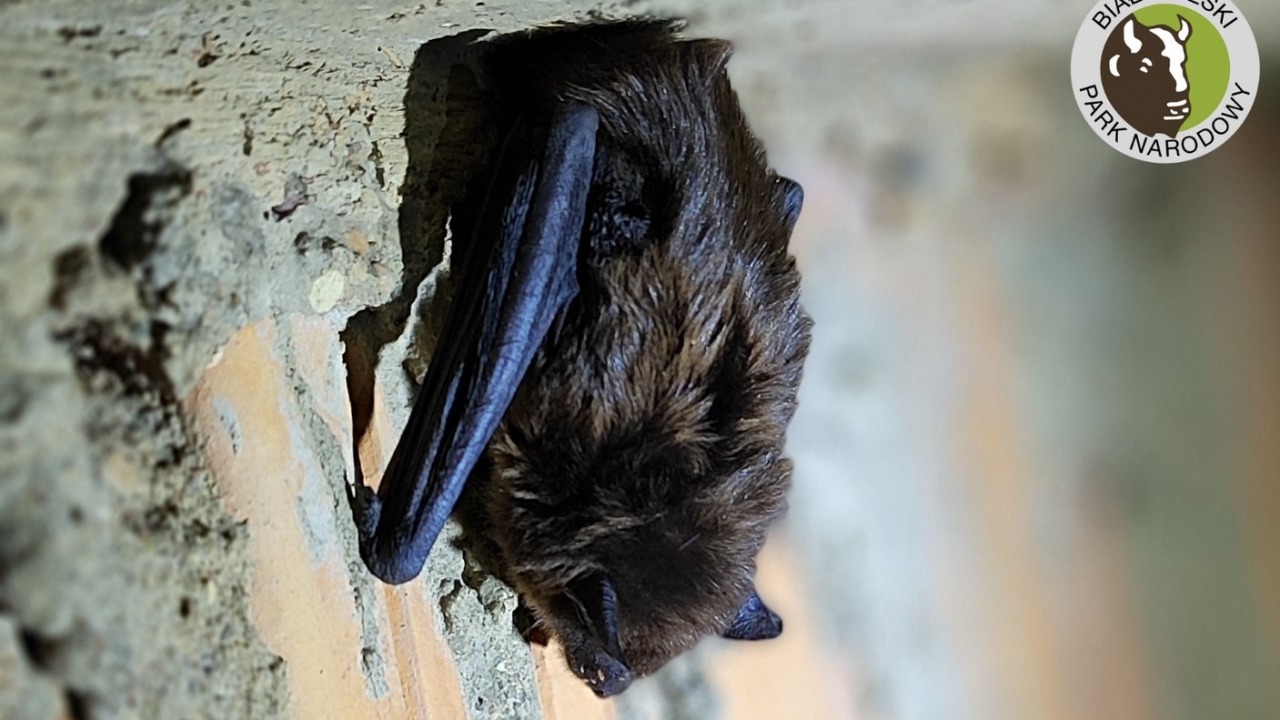 [fot. archiwum IBS PAN]