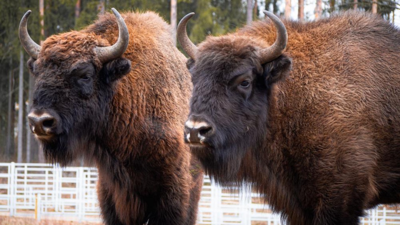 [fot. Nadleśnictwo Supraśl]