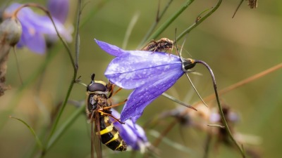 Kolorowy świat owadów – nowa wystawa Uniwersyteckiego Centrum Przyrodniczego
