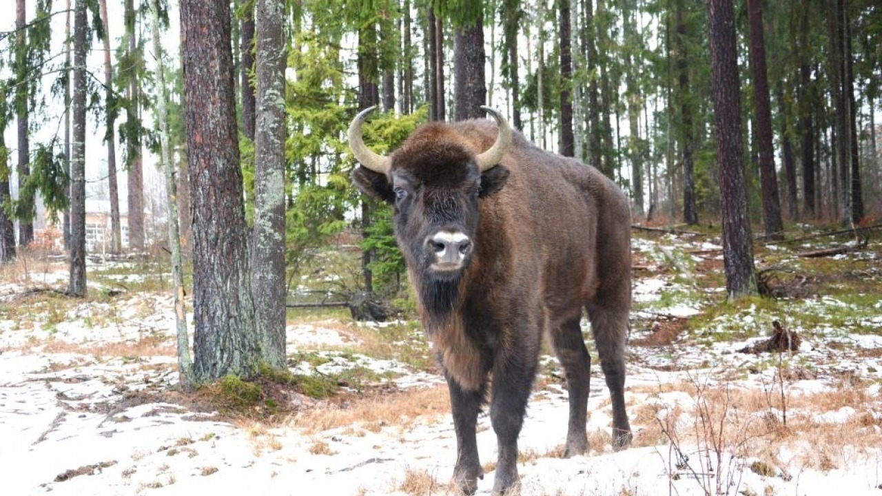[fot. Nadleśnictwo Supraśl]