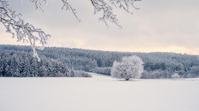 KALENDARIUM. 23 stycznia - piątek sypnie śniegiem