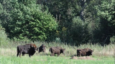 Żubry online. Można je podglądać dzięki transmisji internetowej