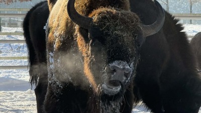 Zagroda Żubrów w&nbsp;Kopnej Górze. Dobry kierunek na&nbsp;ferie