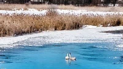 Dwa łabędzie zostały uwięzione w&nbsp;lodzie