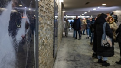 Poznajcie psy i&nbsp;koty z&nbsp;białostockiego schroniska