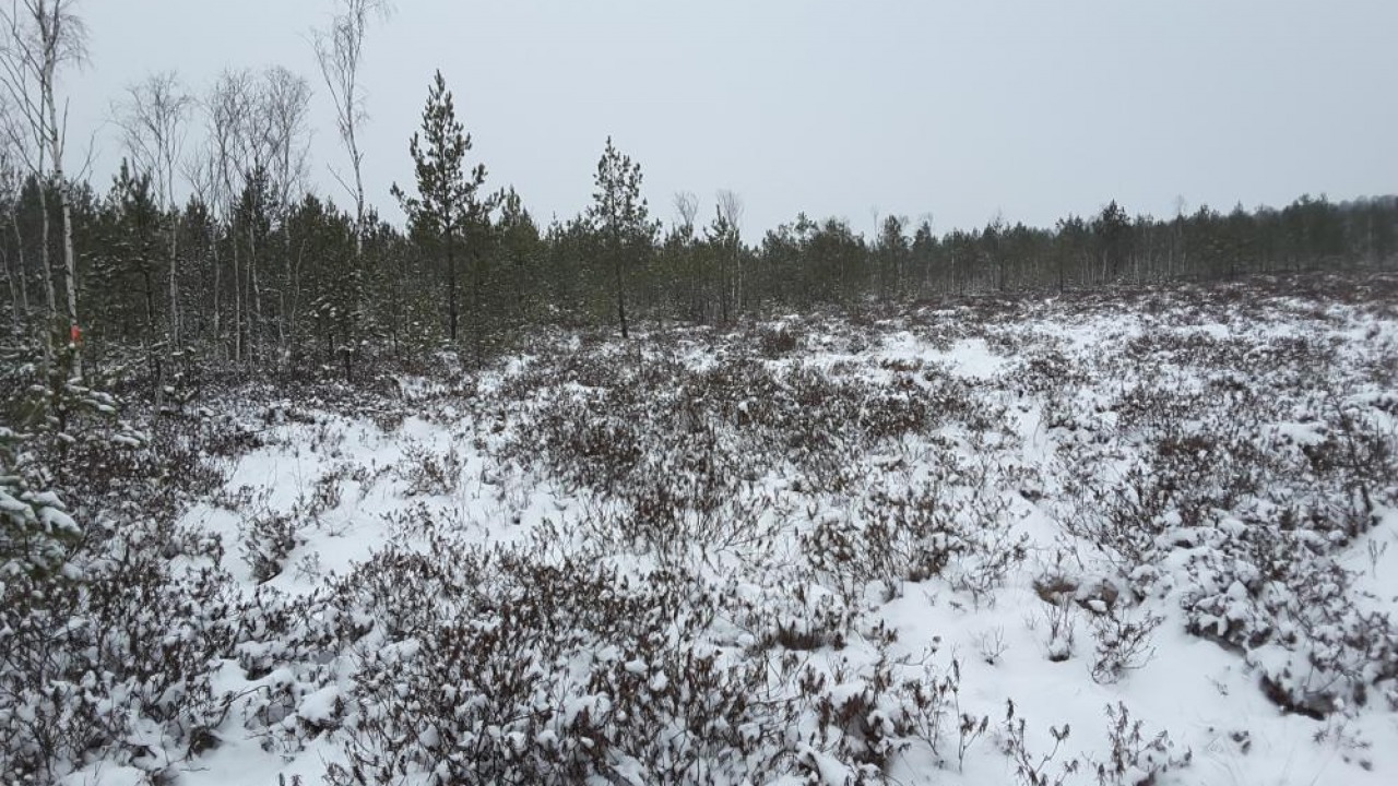Rezerwat Beretnica [fot. Nadleśnictwo Żednia]