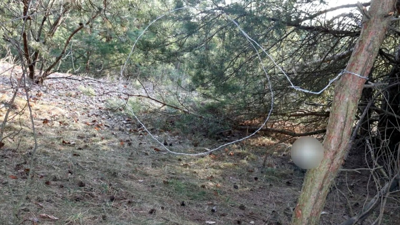 Kłusowniczy wnyk w lesie [fot. podlaska policja]