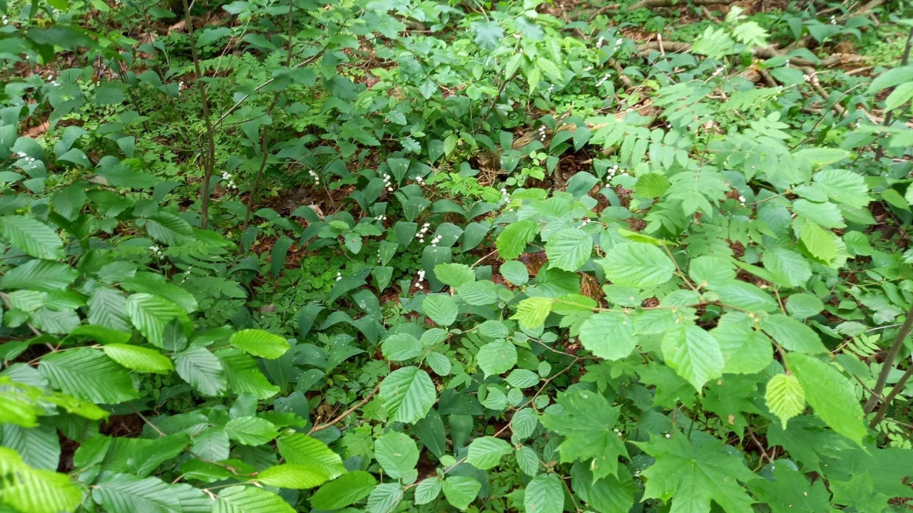 [fot. Nadleśnictwo Dojlidy]