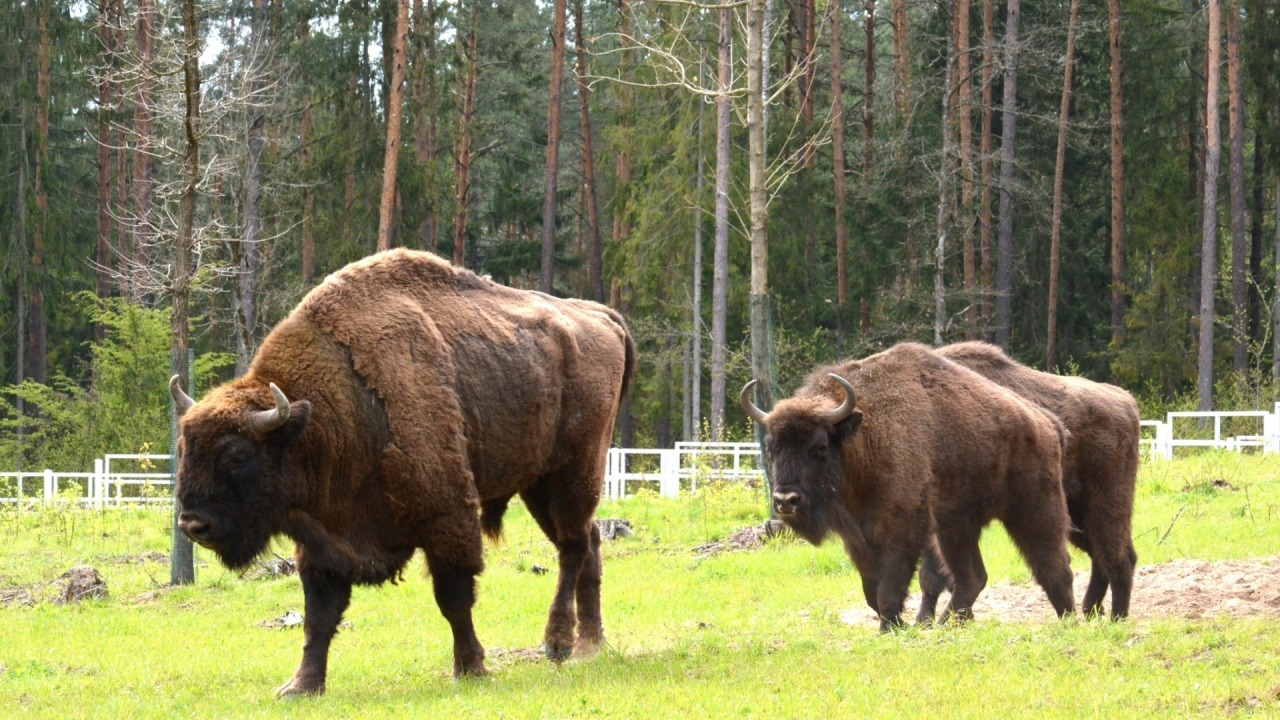 [fot. Nadleśnictwo Supraśl/FB] 