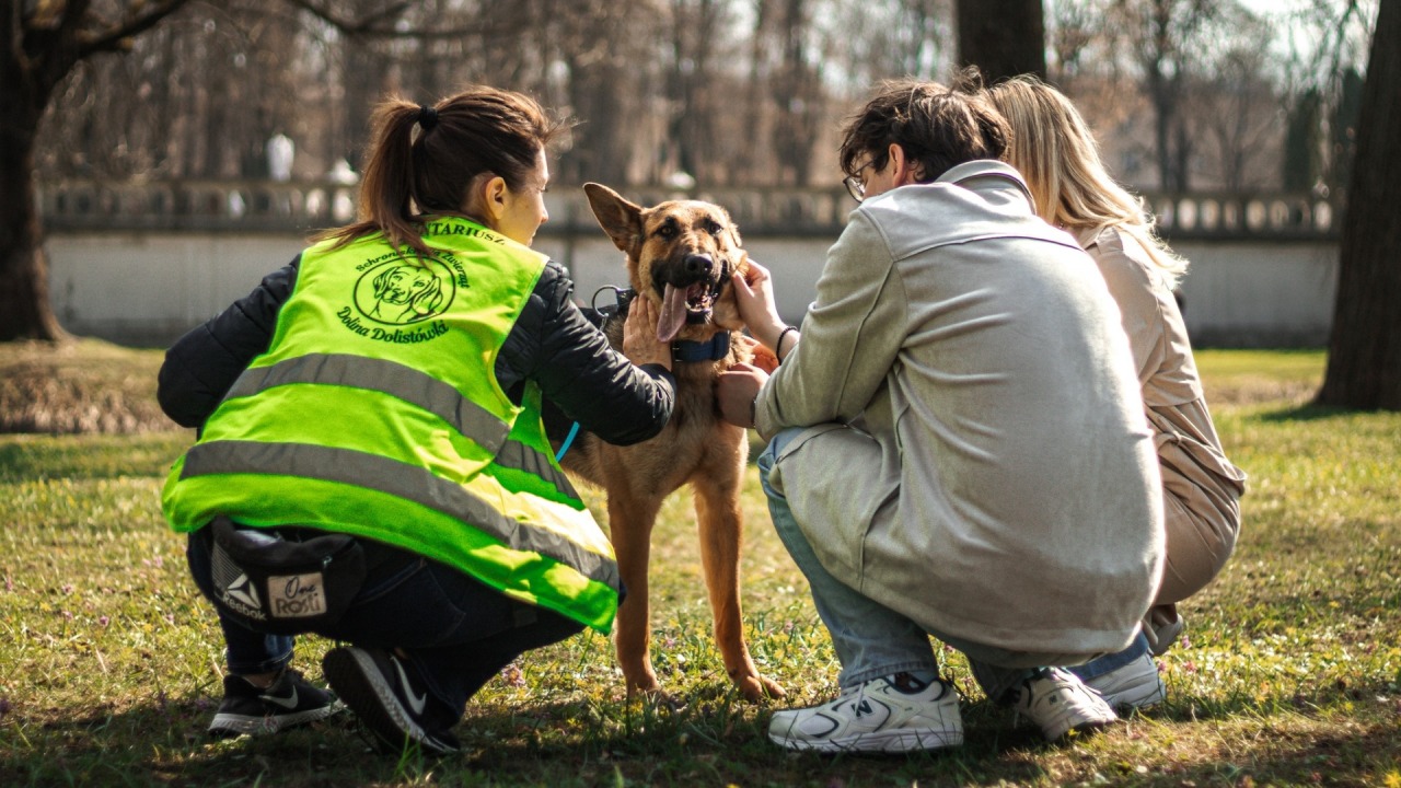 [fot. Wolontariat - Schronisko dla Zwierząt w Białymstoku] 