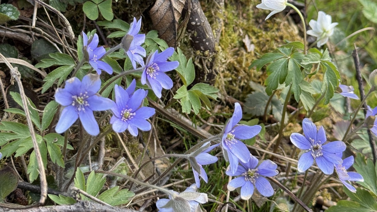[fot. Nadleśnictwo Supraśl]