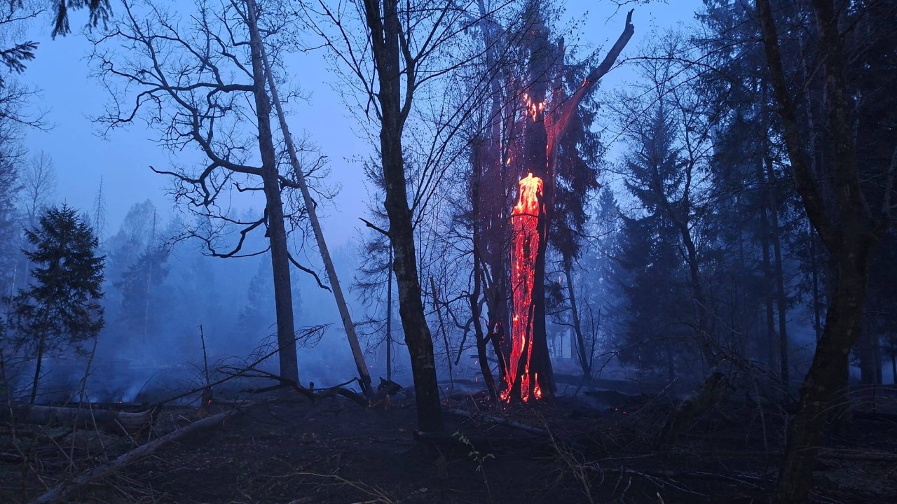 [fot. Nadleśnictwo Białowieża/Facebook]