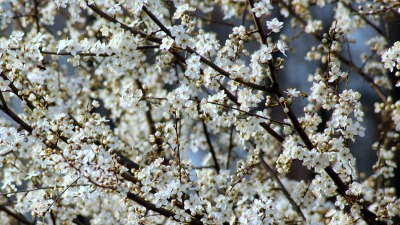 KALENDARIUM. 27 kwietnia - poniedziałek graficznie doskonały