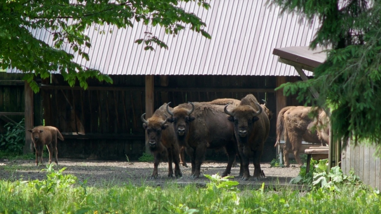 [fot. Białowieski Park Narodowy] 