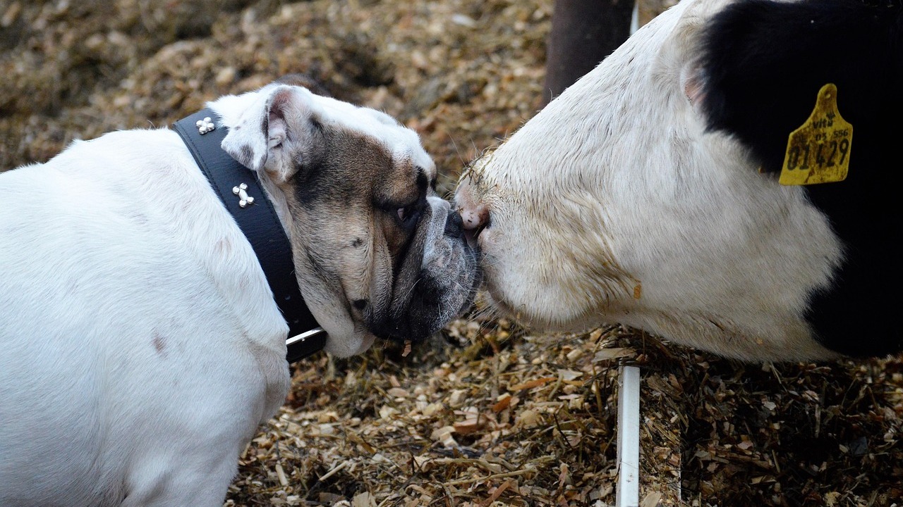 [pixabay]